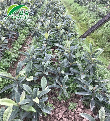 美耐皿(密胺)成型機(jī)系列